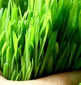 Barley Grass Powder Benefits And Side Effects