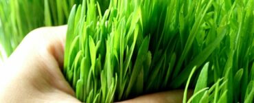 Barley Grass Powder Benefits And Side Effects