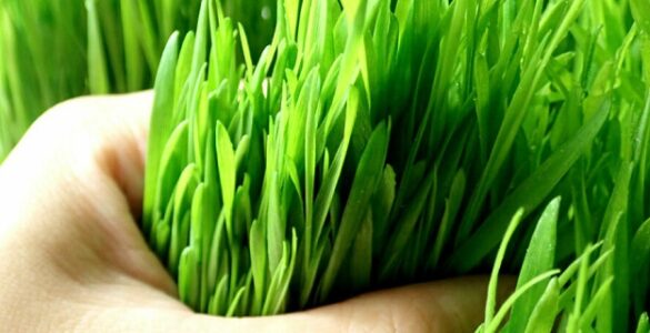 Barley Grass Powder Benefits And Side Effects