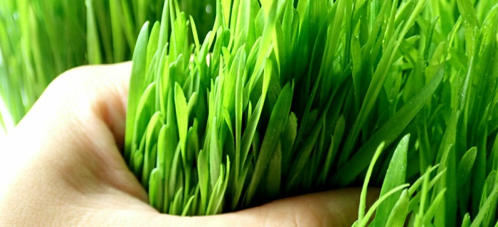 Barley Grass Powder Benefits And Side Effects