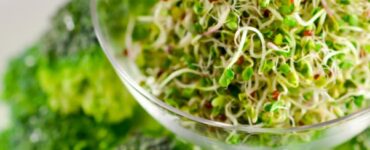 Why Green Sprouts Are A Must In Your Diet