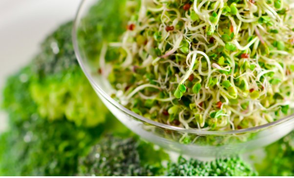 Why Green Sprouts Are A Must In Your Diet